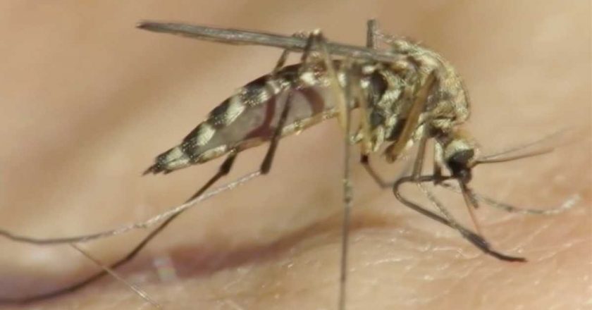 Possible West Nile virus human case reported in Oklahoma County, officials say – KOCO Oklahoma City