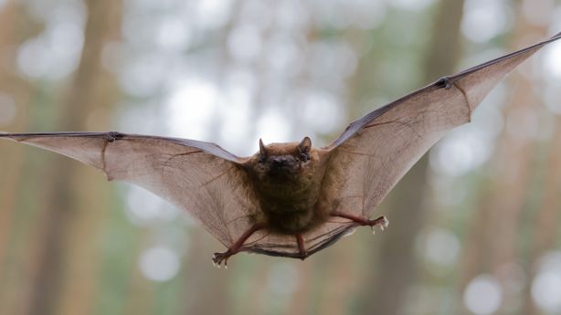 Rabid bats reported in Salt Lake County, health officials say – KSL.com