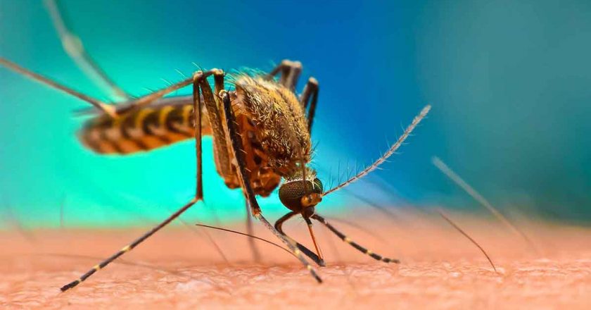 One human case of West Nile Virus confirmed in Lee County – NBC2 News