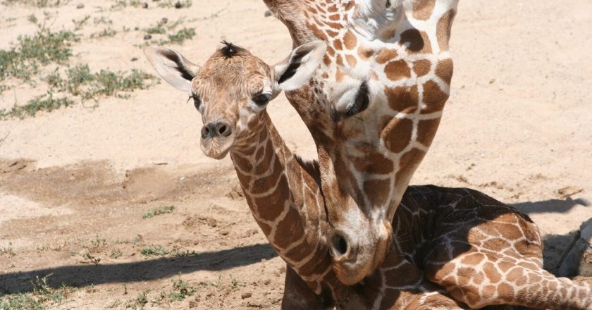 Colorado zoo livestreams giraffe birth, viewers pleased with adorable newborn: ‘Such a cutie’ – Fox News