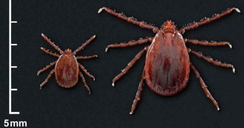 Two exotic tick species found in Rhode Island for the first time, officials say – Fox News