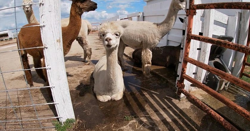 Alpaca could be key to COVID treatment – WKOW