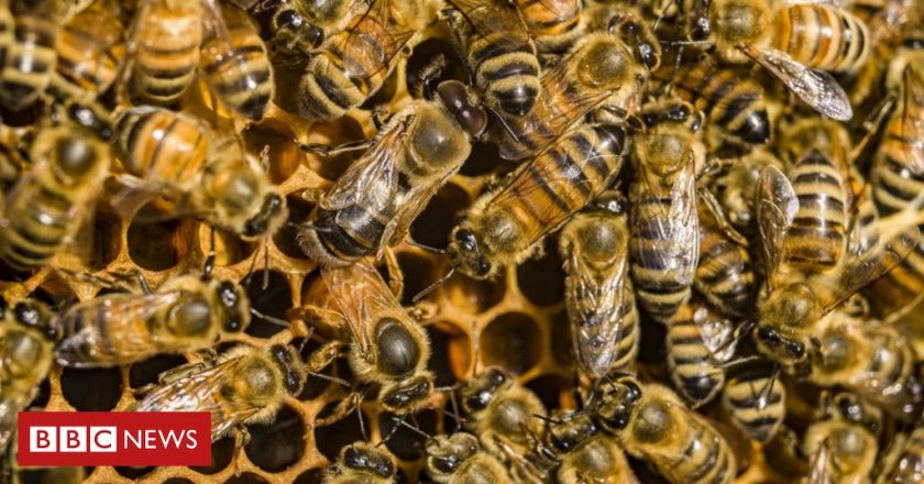 Honeybee venom kills some breast cancer cells – BBC News