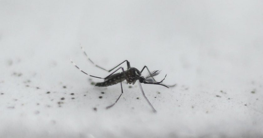 Health officials urge people stay indoors, suspect rare mosquito-borne virus in Michigan | TheHill – The Hill