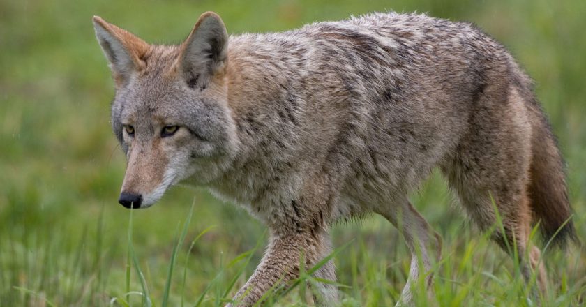 Rockville: Coyote that attacked 2 women, 1 boy was rabid – WTOP