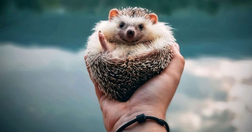 Salmonella outbreaks in multiple states linked to pet hedgehogs, bearded dragons – ABC News