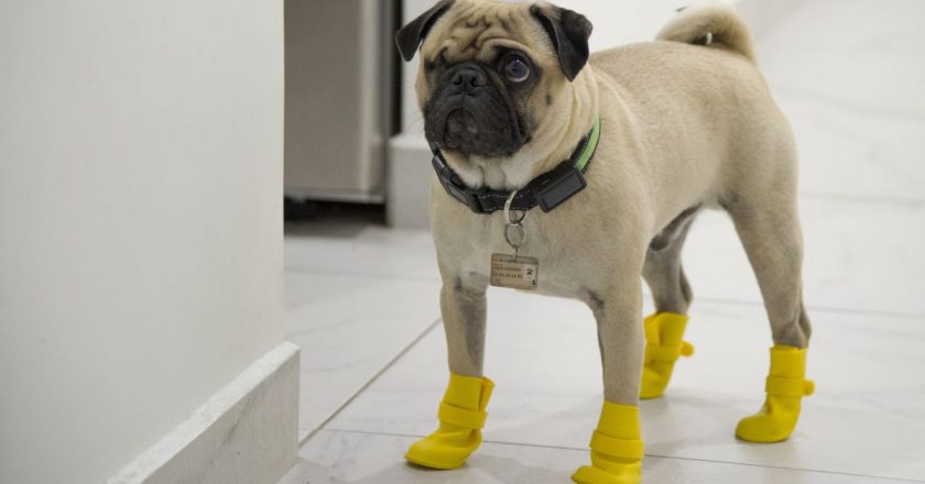 Dont Worry: Dog Walking Is Probably Not Going to Give You Covid-19 – Gizmodo