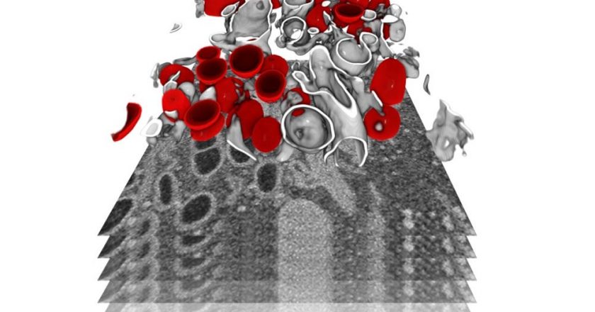 Replication Cycle of SARS-CoV-2 in 3D – “We Can Expect the Coronavirus to Become Seasonal” – SciTechDaily