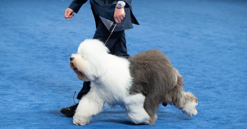 How to watch National Dog Show 2020 on Thanksgiving: Start time, TV channel, live stream, date – NBC Sports – Misc.