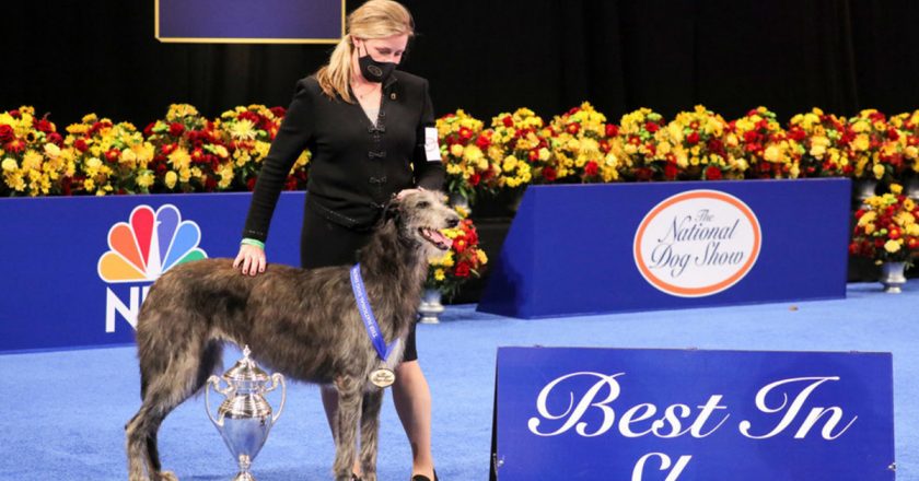 National Dog Show 2020: Scottish Deerhound wins Best in Show – New York Post