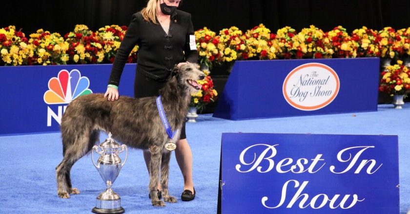 National Dog Show results: Scottish deerhound takes best in show, but tiny pup Chester wins Twitters heart – Fox News