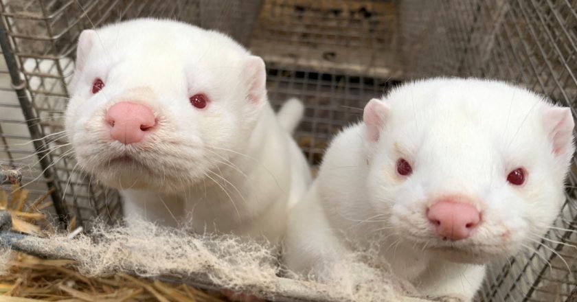 Denmark finds 214 people with mink-related coronavirus – Aljazeera.com