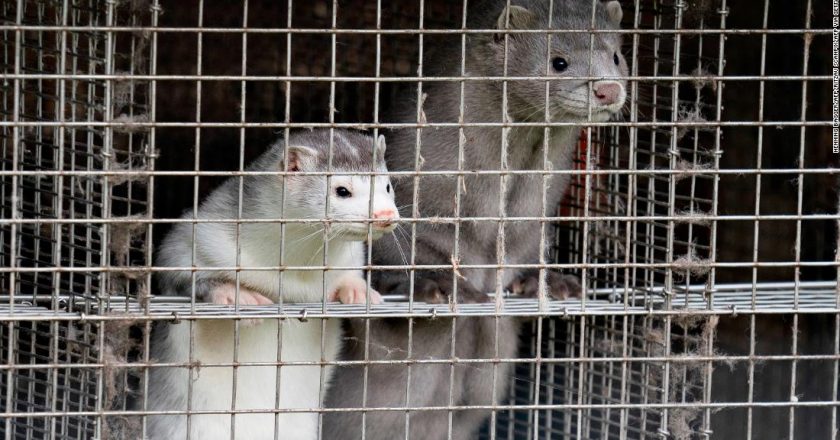 Denmark mink Covid crisis worsens. Heres what it means – CNN