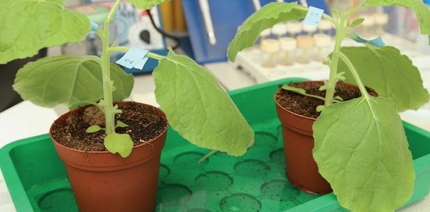 First-Ever Flu Vaccine Derived From Tobacco Plants Just Smashed Clinical Trials – ScienceAlert