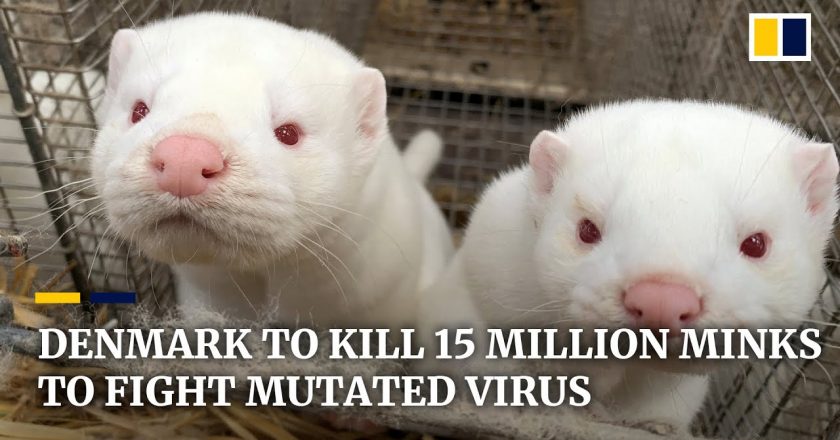 Denmark to cull all 15 million minks on fur farms to contain spread of mutated coronavirus – South China Morning Post