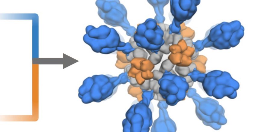 Ultrapotent COVID-19 Vaccine Designed via Computer: Innovative Nanoparticle Vaccine Spurs Extremely High Levels of Protective Antibodies – SciTechDaily