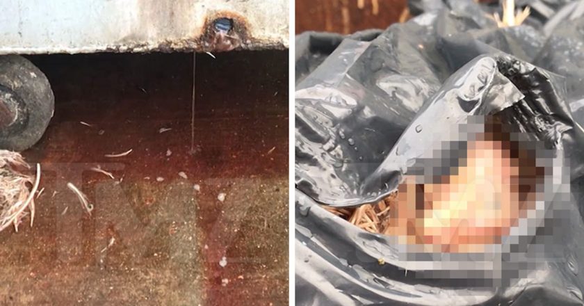 NYC Wet Market Fills Dumpster With Chicken Parts Leaking Blood – TMZ