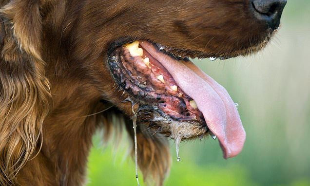 Do dogs spread coronavirus? Spanish study finds owners have 78% higher risk of catching it – Daily Mail