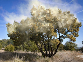 Cedar pollen count explodes to near-record level – KXAN.com