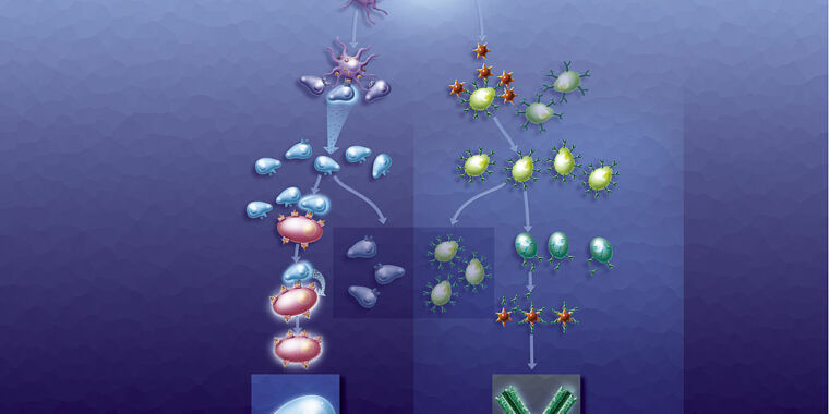 The persistence of memory in B cells: Hints of stability in COVID immunity – Ars Technica