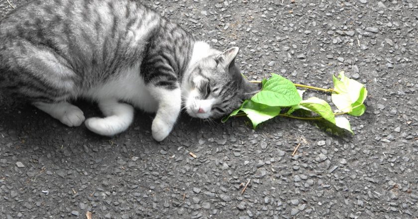 Cats Love Catnip Because It Protects Them From Mosquitoes, New Research Suggests – Gizmodo