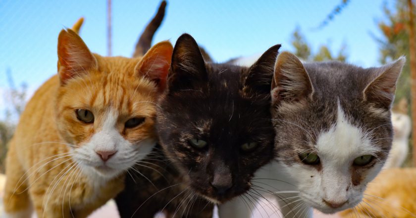 Catnip leaves cats ‘feline groovy’, wards off mosquitoes – Al Jazeera English