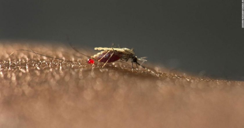 New malaria mosquito emerges in African cities, and experts are worried – CNN