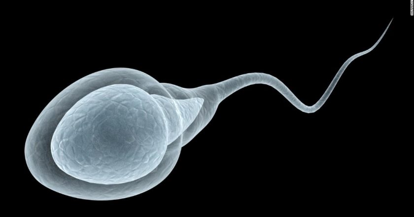 Does Covid-19 impact male fertility? Experts urge caution about new evidence – CNN