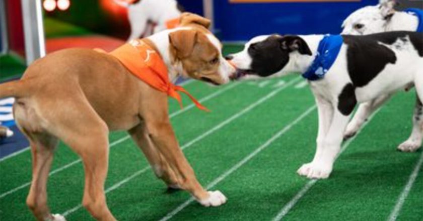 Puppy Bowl and its furry competitors to return this year, despite pandemic – Fox News