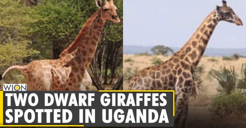 Scientists surprised to discover two dwarf giraffes in Namibia, Uganda | World News | WION News – WION