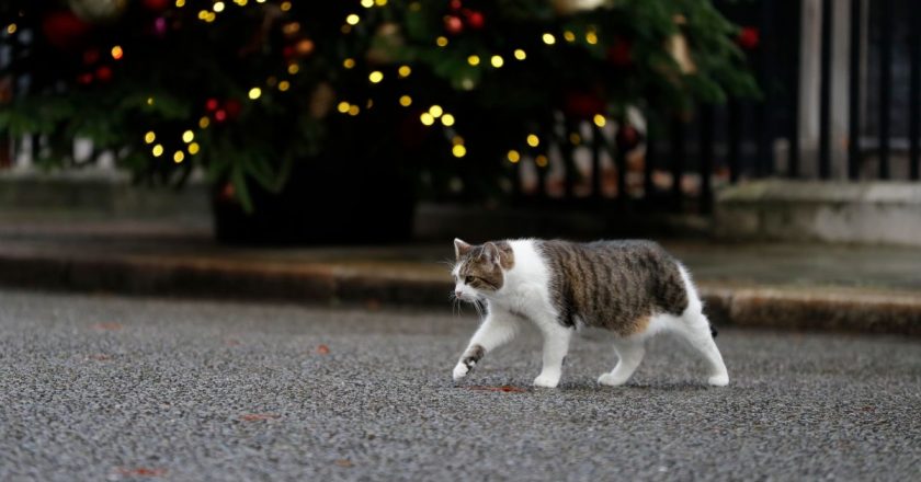 Scientists Find Link Between Cat Parasite and Brain Cancer in People – Gizmodo