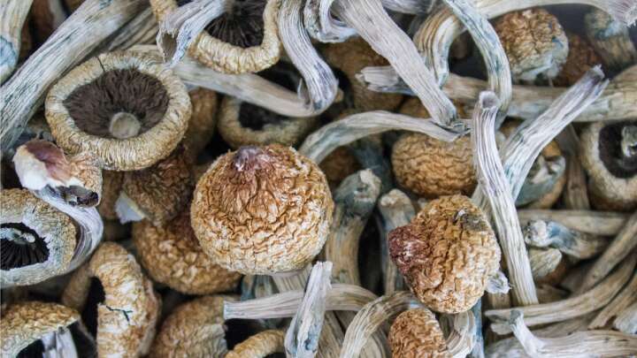 Man Injected Magic Mushrooms Into His Veins, And They Started To Grow In His Blood – IFLScience