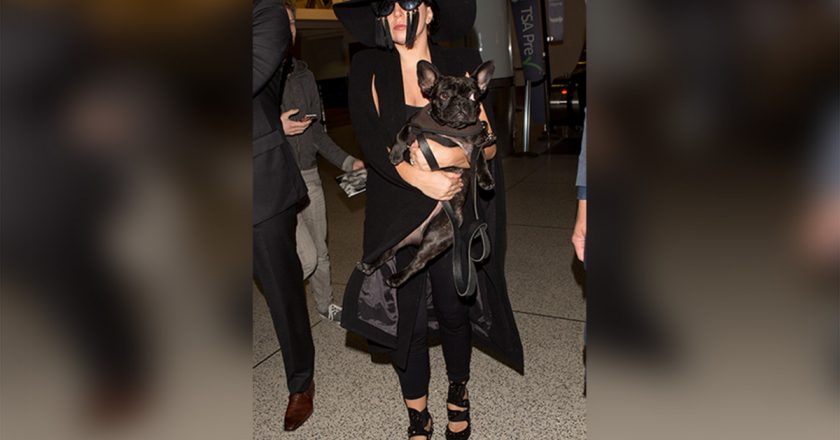 FBI reportedly involved in probe of Lady Gaga dognapping – New York Post