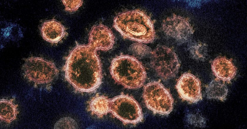 Highly contagious virus variant identified in 3rd Michigan county – WDIV ClickOnDetroit