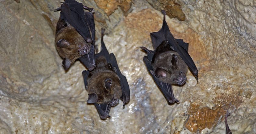 New coronavirus discovered in bats in Thailand similar to COVID-19 – New York Post