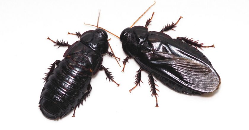 Cannibalism May Be Key for These Cockroach Couples – The New York Times