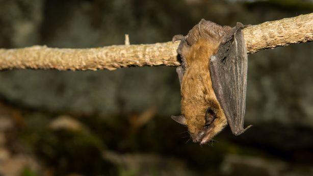 First bat with rabies of summer season found in Utah, health officials say – KSL.com