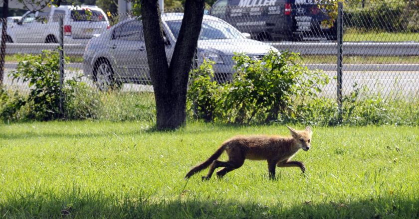 Rabid fox bites child, possibly 2 others, in N.J. town, officials say – NJ.com