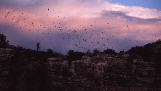 NMDOH: Dont touch the bats! – KOAT New Mexico