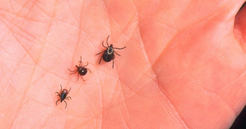 Maps Show North Americas Growing Tick Invasion – Gizmodo