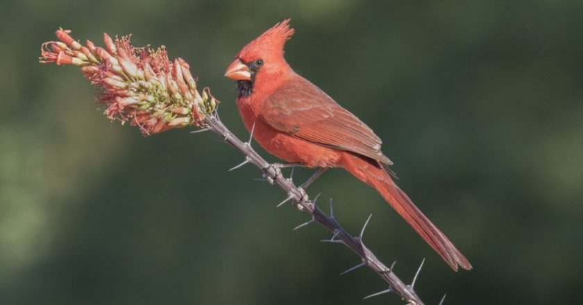 Indiana calls on removal of all bird feeders; sick or dead birds now in 15 counties – WISHTV.com