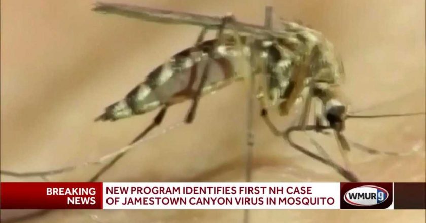 Jamestown Canyon virus detected in mosquitoes for 1st time in New Hampshire – WMUR Manchester