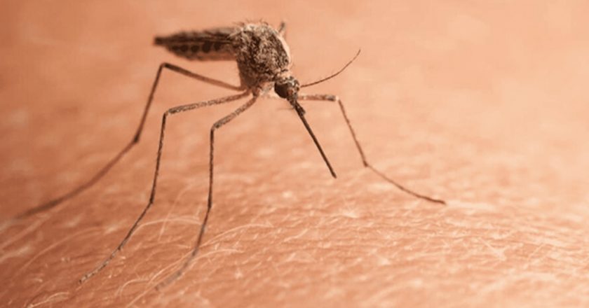 Will N.J. have a bad mosquito season this summer? Here’s what experts say. – NJ.com