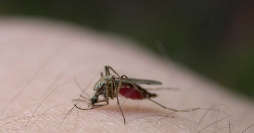 St. Tammany Parish reports mosquitos found in Covington positive for West Nile virus – WDSU New Orleans