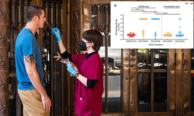 Antibody from cold can neutralize COVID-19 and could lead to vaccine against all coronaviruses – Daily Mail