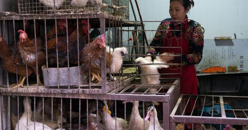 China confirms first human case of H10N3 bird flu: report – Fox News