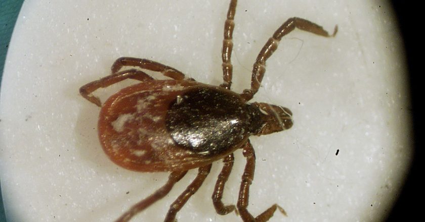 Lyme disease-carrying ticks found near California beaches – Los Angeles Times