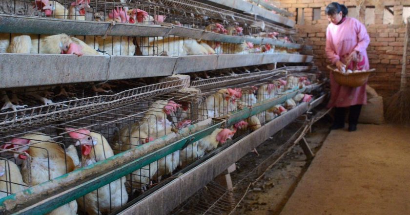 Health Officials in China Report First Human Case of H10N3 Bird Flu – Gizmodo