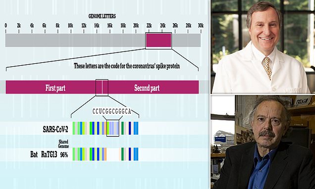 Genome sequencing almost certainly proves COVID was deliberately made in a lab, US experts claim – Daily Mail