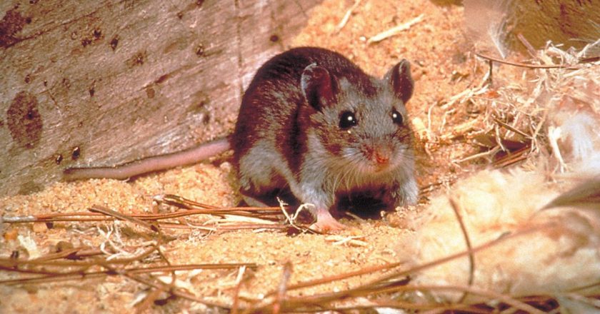 Michigan Confirms First Human Case of Hantavirus – NBC Chicago